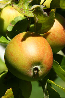 1904-De appel, een heerlijke vrucht