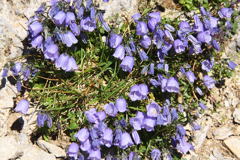 2004-Oog voor de mooie flora: Alpenklokjes