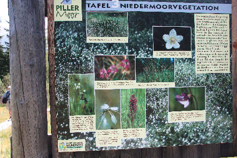 2204-Pillerhöhe-Moorlehrpfad:
                             De flora is uitbundig aanwezig
