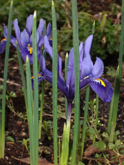 03-Kleine Iris in de achtertuin
