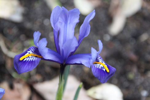 04-De Iris reticulata in de achtertuin