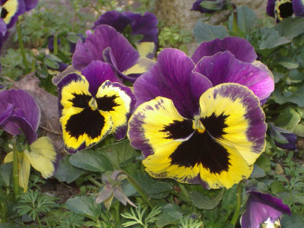 07-Kleurrijke viooltjes