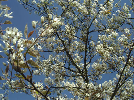08-De Krentenboom in volle bloei