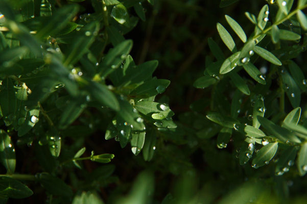 23-Regendruppels op een groen blad