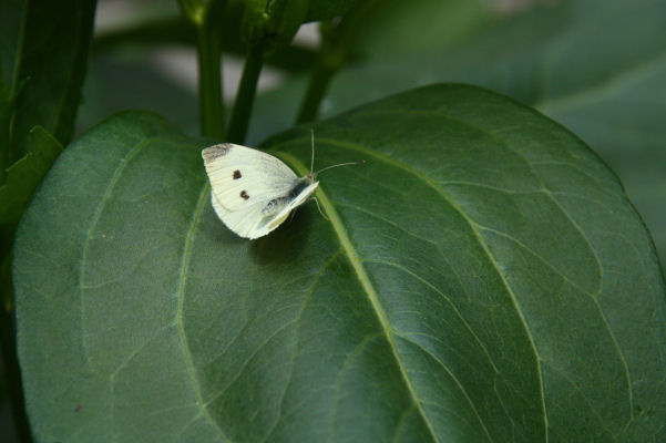 26-Kleine vlinder op blad