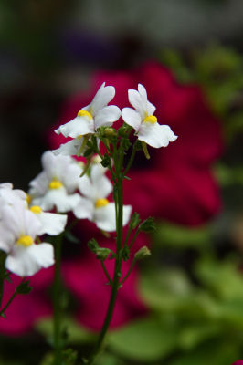 29-Witte bloemen in de bloemenbak